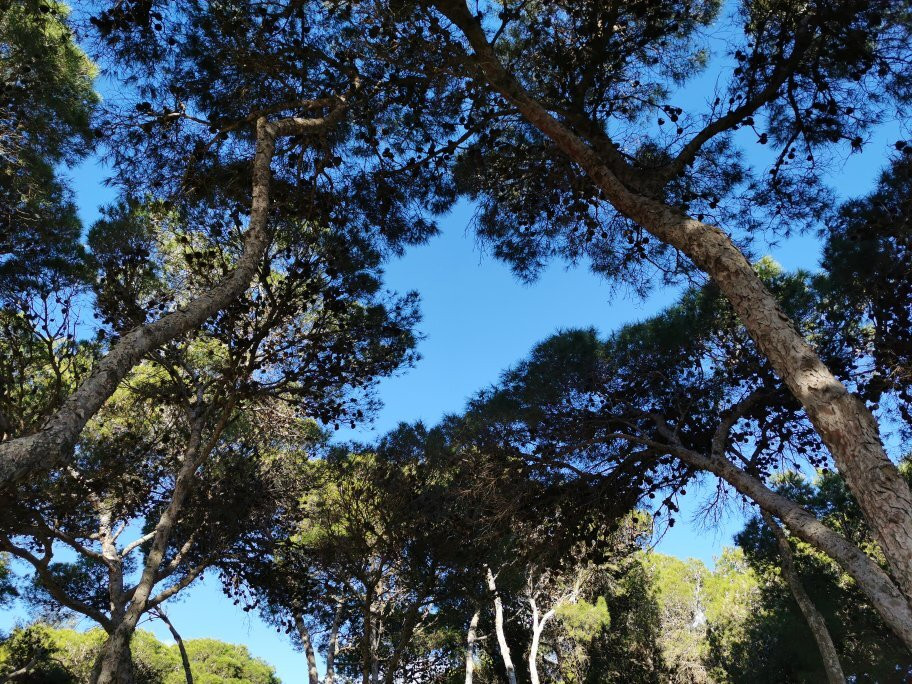 Pinares de Rostrogordo-梅利利亚必去景点