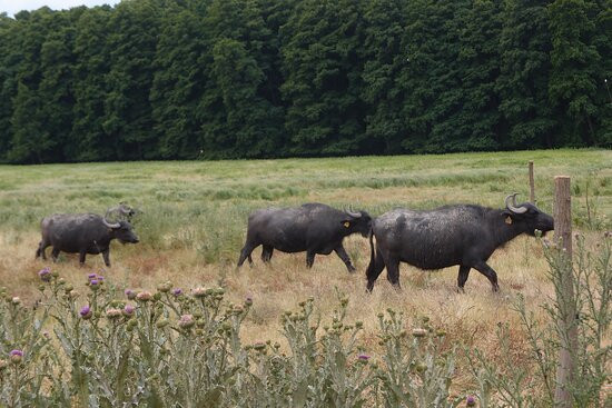 Kápolnapuszta Buffalo Reservation-Zalakomar必去景点