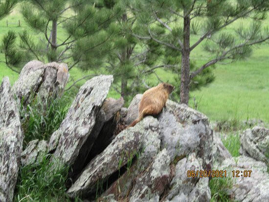 Hollingsworth Horses-卡斯特必去景点