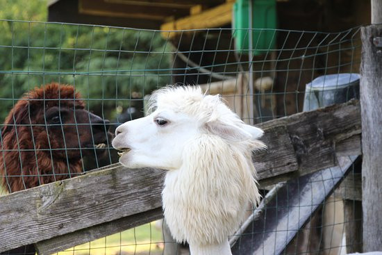 La Riva degli Alpaca主图