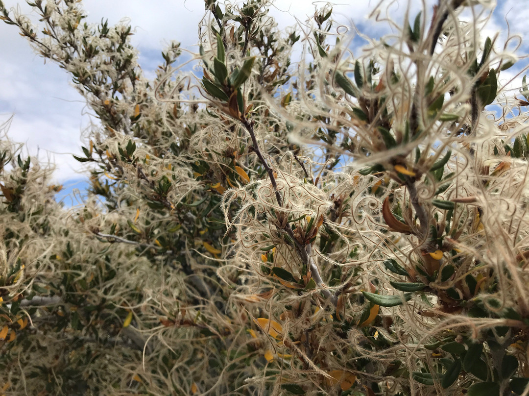 Wheeler Peak Scenic Drive