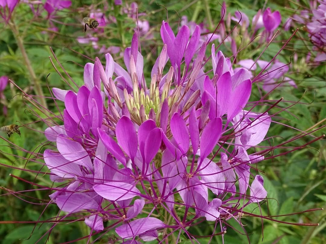 Botanischer Garten景点图片