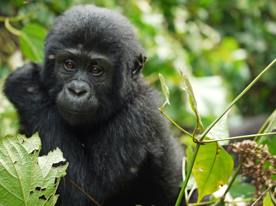 KIBOKO AFRICA SAFARIS-恩德培必去景点