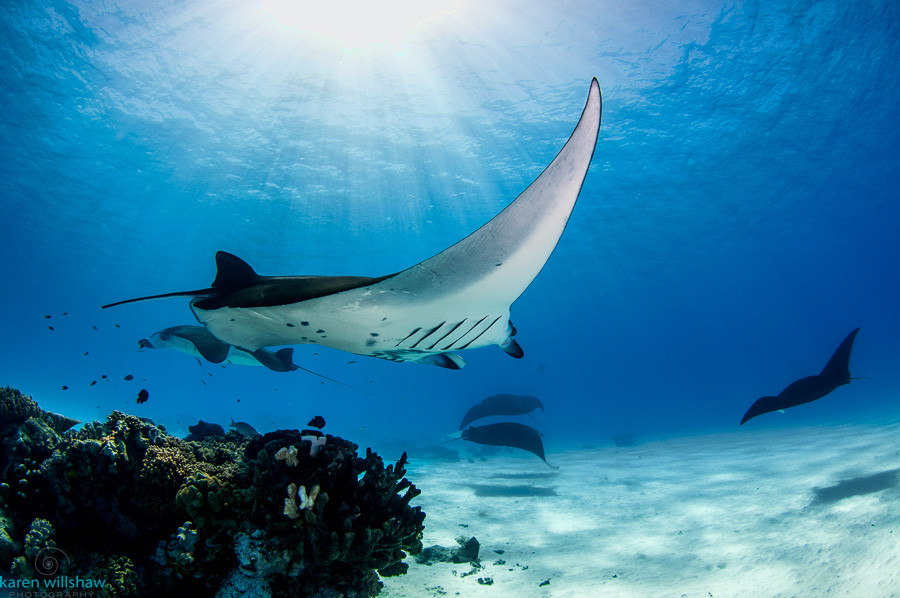 Cocos Dive Day Trips-科科斯（基林）群岛必去景点