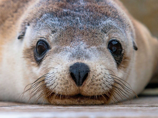 Koala Adventure Tours-袋鼠岛必去景点