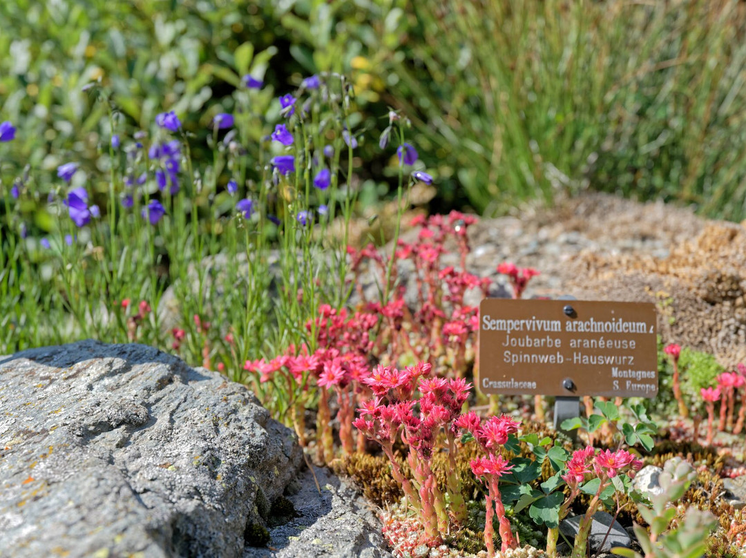 Jardin alpin La Linnaea景点图片