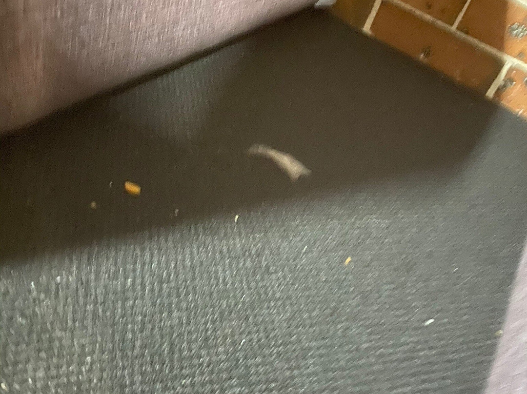 Matilda Motor Inn主图