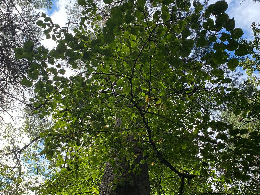 Eco Trail Through Foliage景点图片