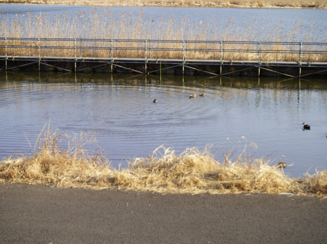 Imbanuma Bicycle Road-佐仓市必去景点