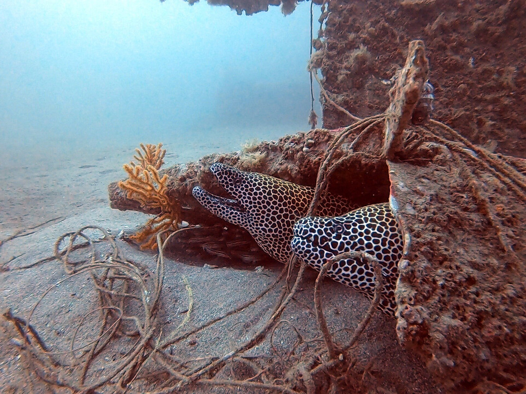 Divers Down-富查伊拉必去景点