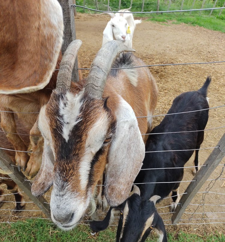 Granja Jazmin de Luna景点图片