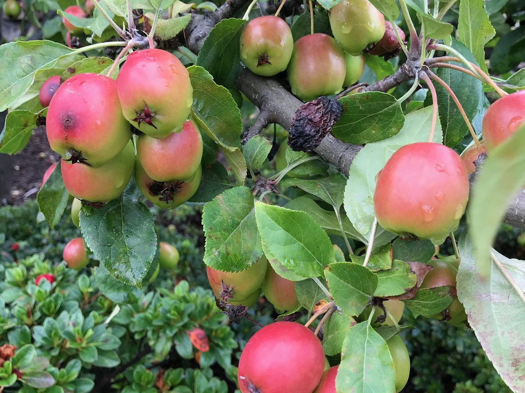 Hiscutt Park-企鹅岛必去景点