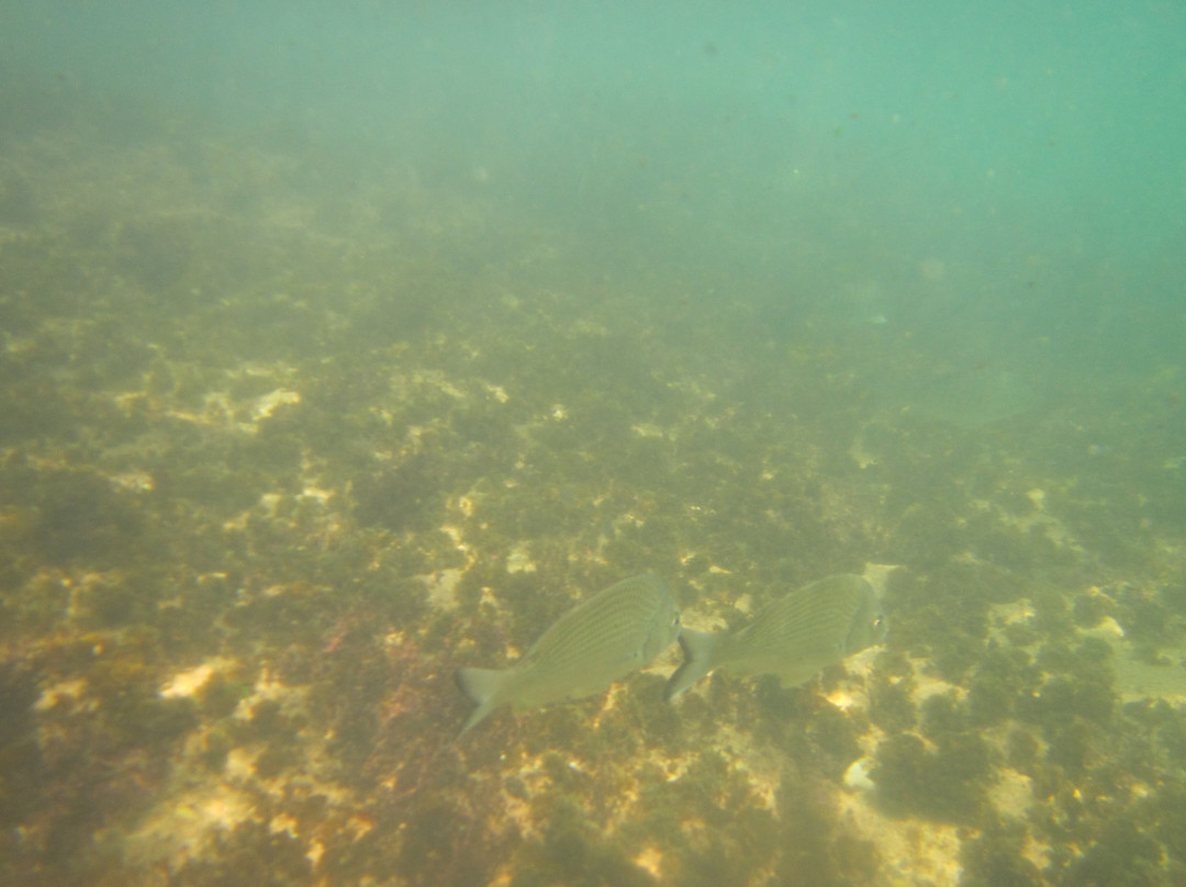 Cabbage Tree Bay Aquatic Reserve景点图片