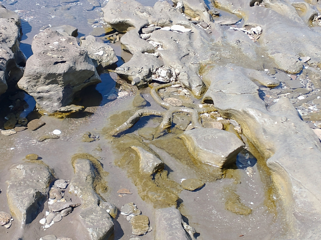 Reserva Natural Pehuen Co - Monte Hermoso-Monte Hermoso必去景点