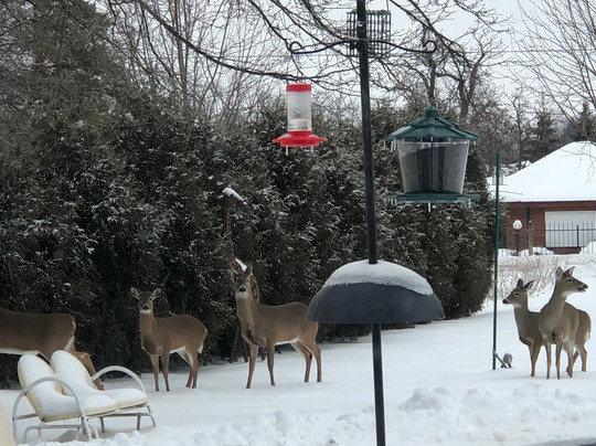 Lake Geneva Lodge主图