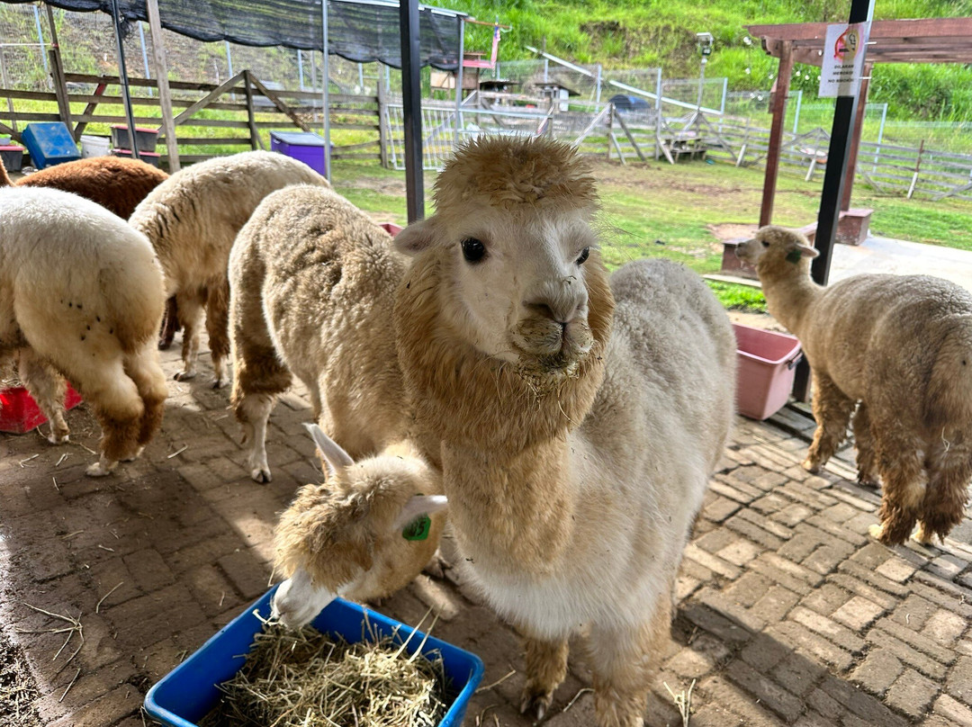 Alpaca Club-昆达山必去景点