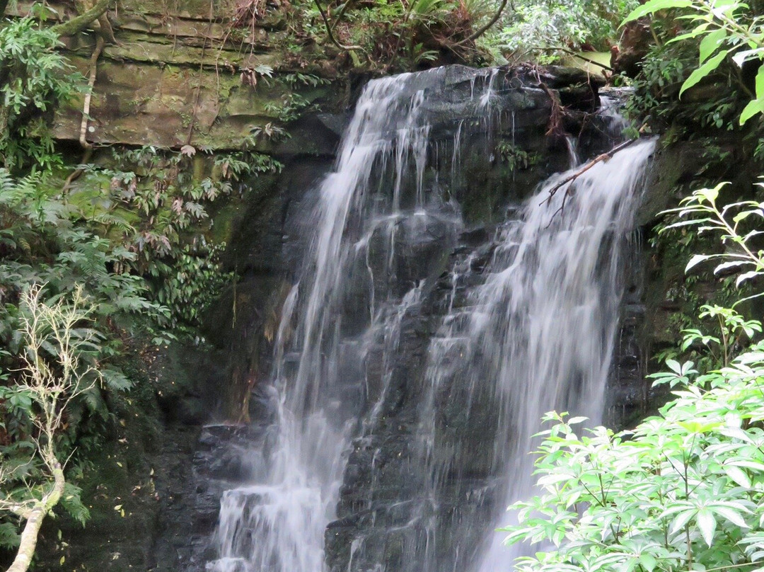 Matai Falls Walk景点图片