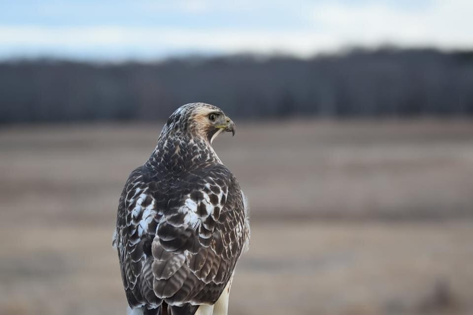 Daniel Webster Wildlife Sanctuary-Marshfield必去景点