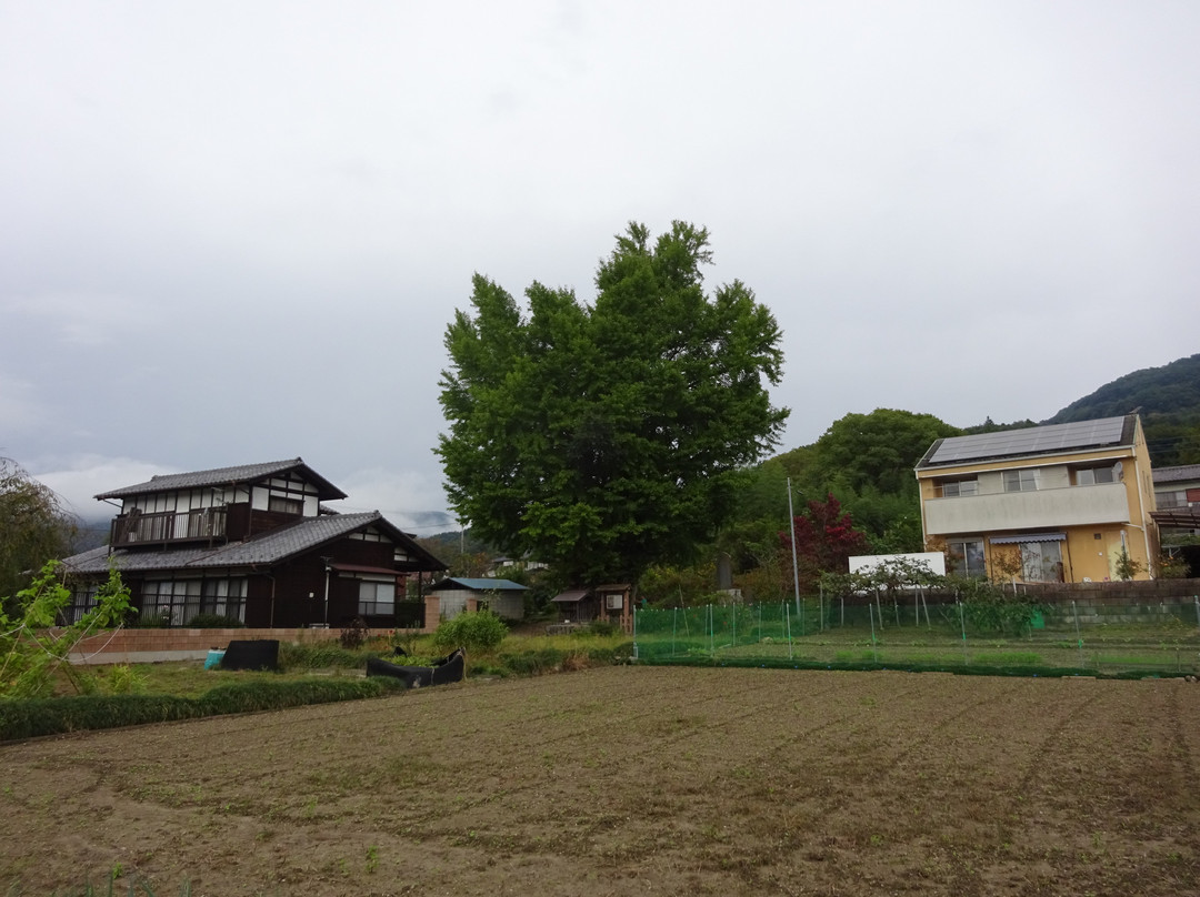 Kunikami no Daiicho景点图片