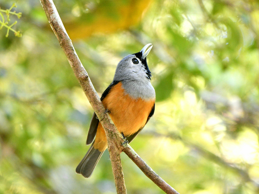 Tropical Treks Birding Adventures景点图片