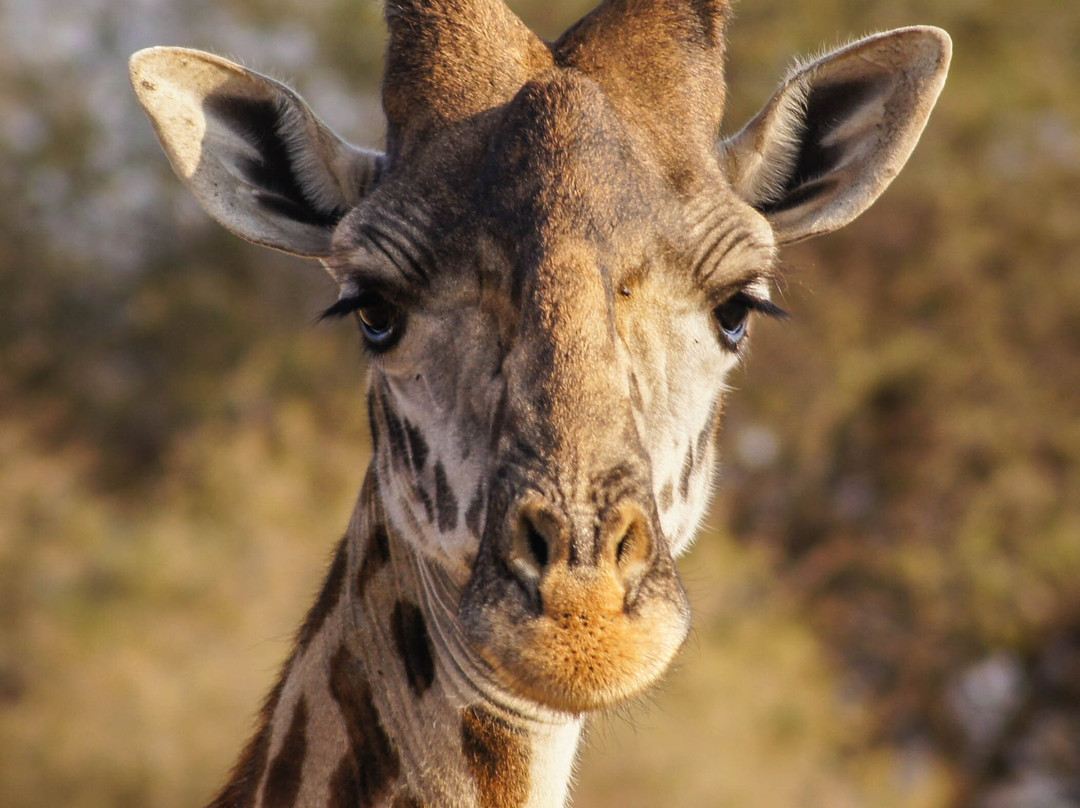 Komba Tanzania Safari-阿鲁沙必去景点