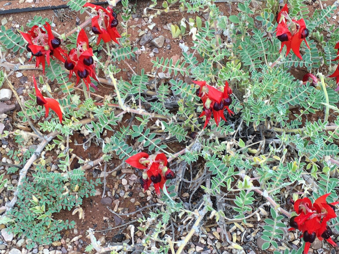 Australian Arid Lands Botanic Garden-Port Augusta必去景点