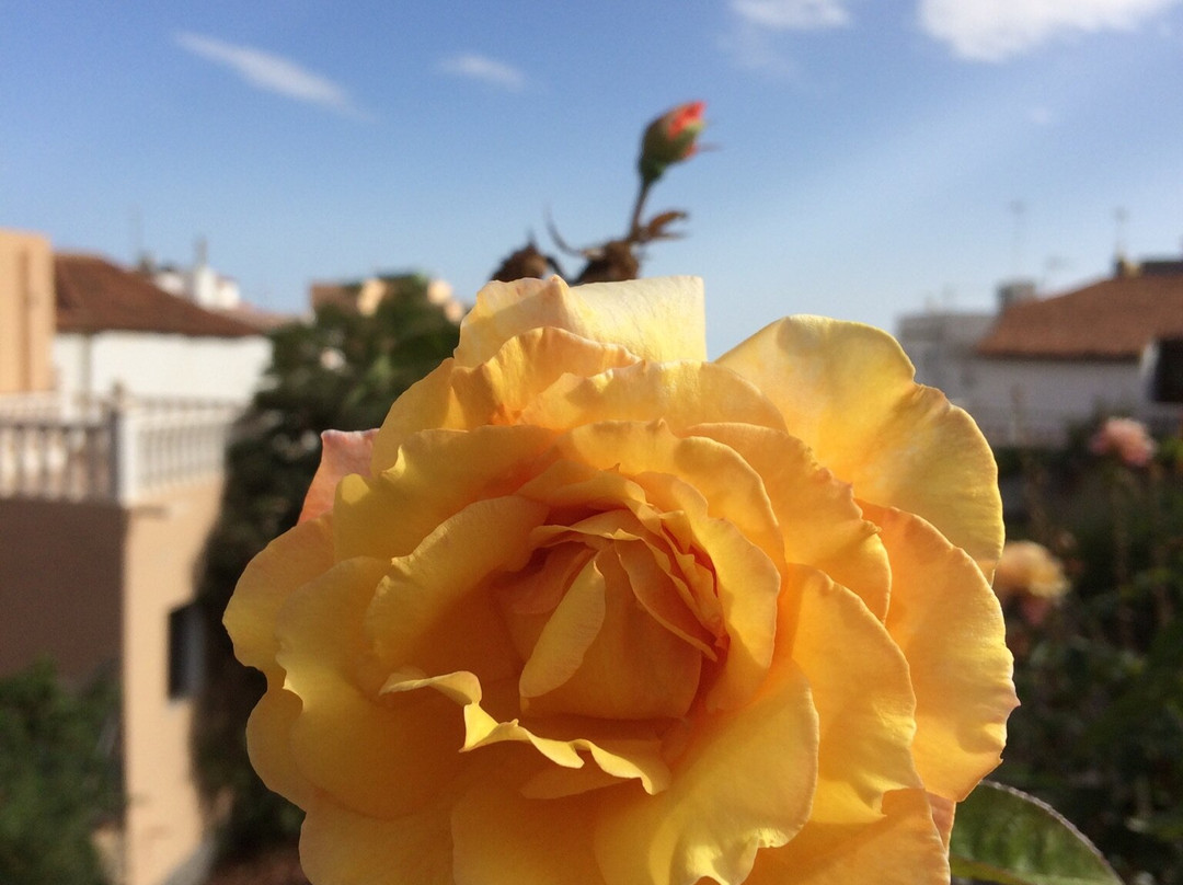 Ziggys Retreat B&B主图