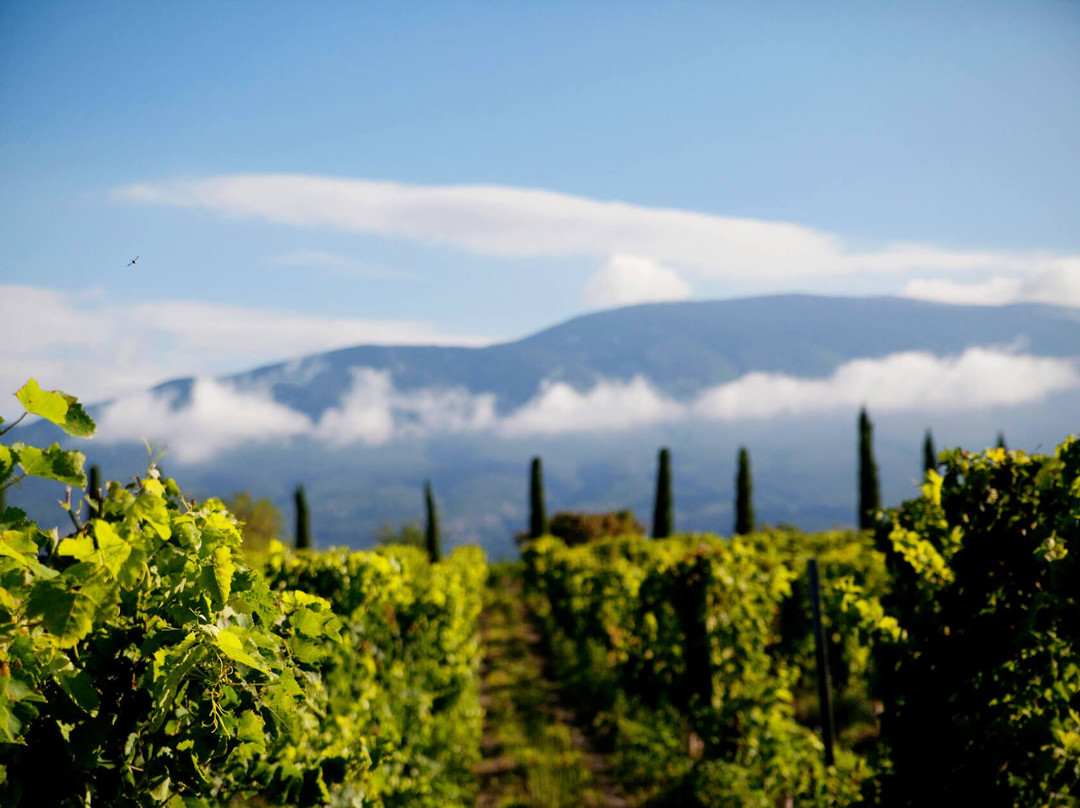 Bedoin旅游景点-Domaine Les Patys