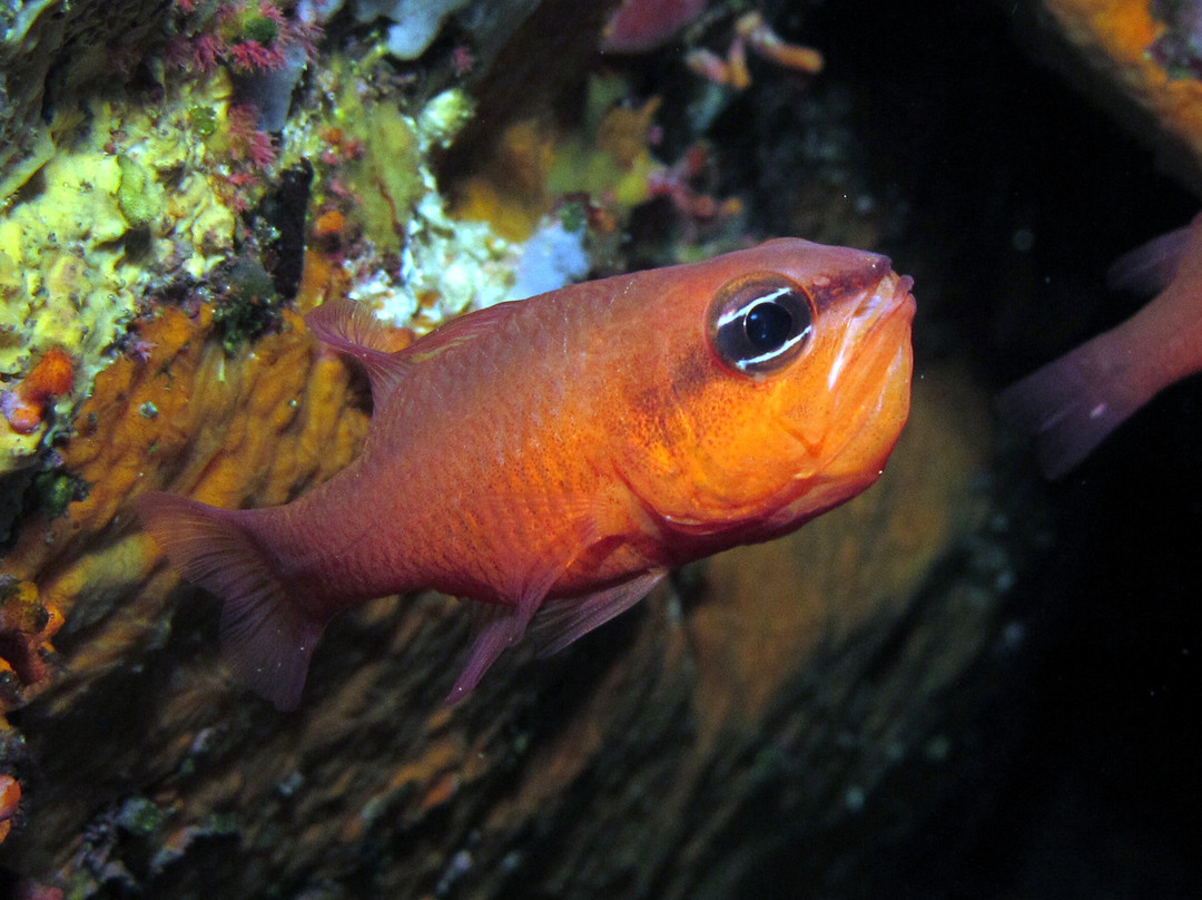 Aquarium de l'Institut océanographique Paul Ricard-Six-Fours-les-Plages必去景点