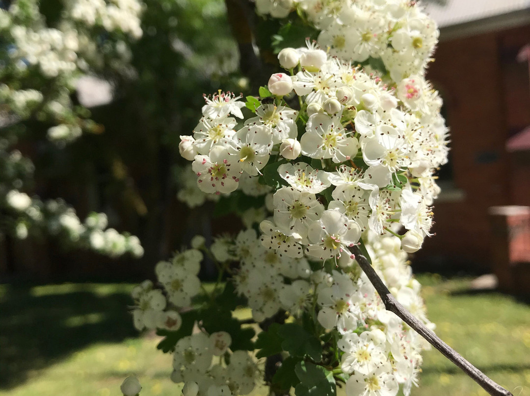 Goorambat Memorial Stone-Goorambat必去景点