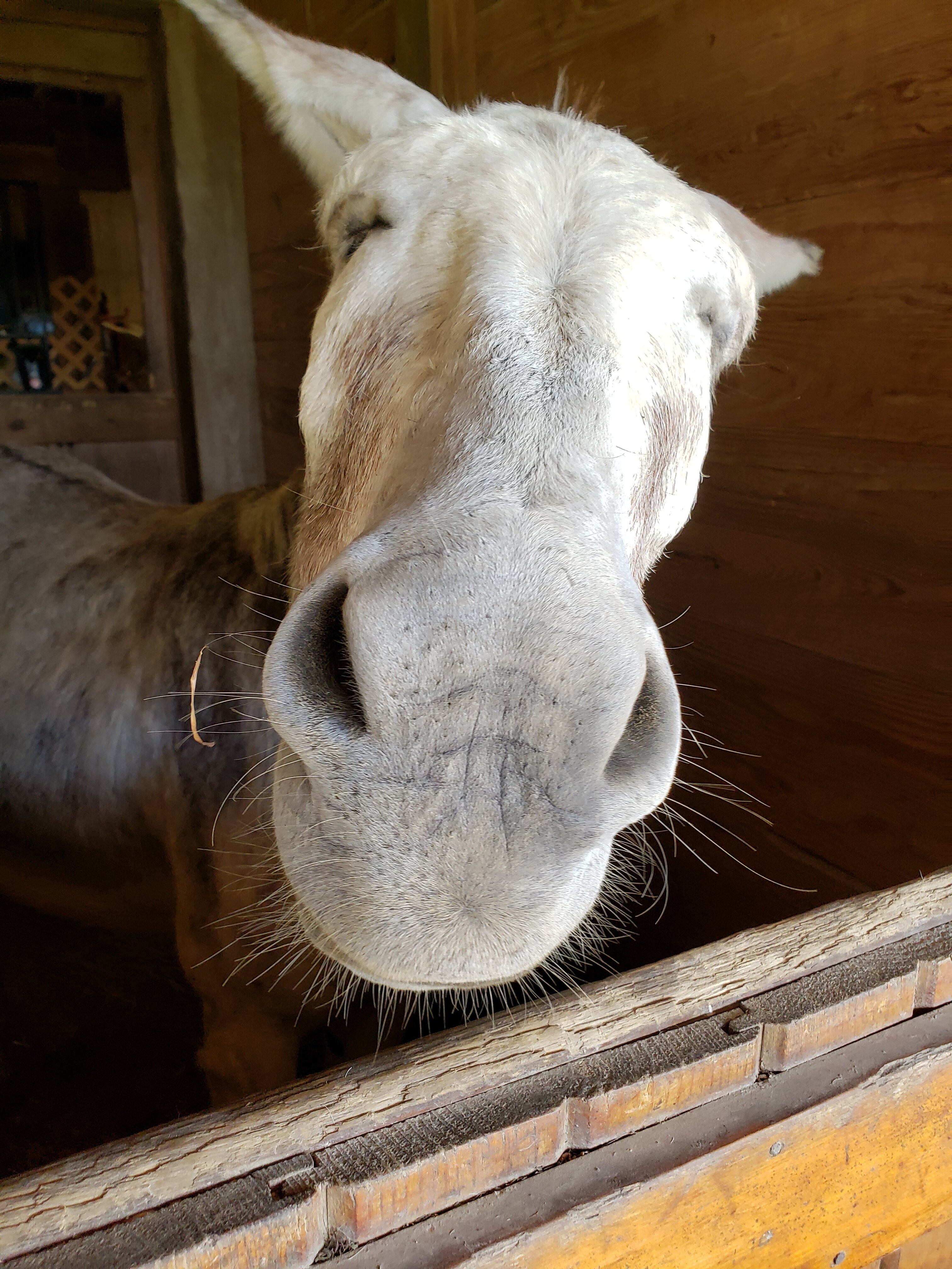 Guggisberg Swiss Inn-portrait