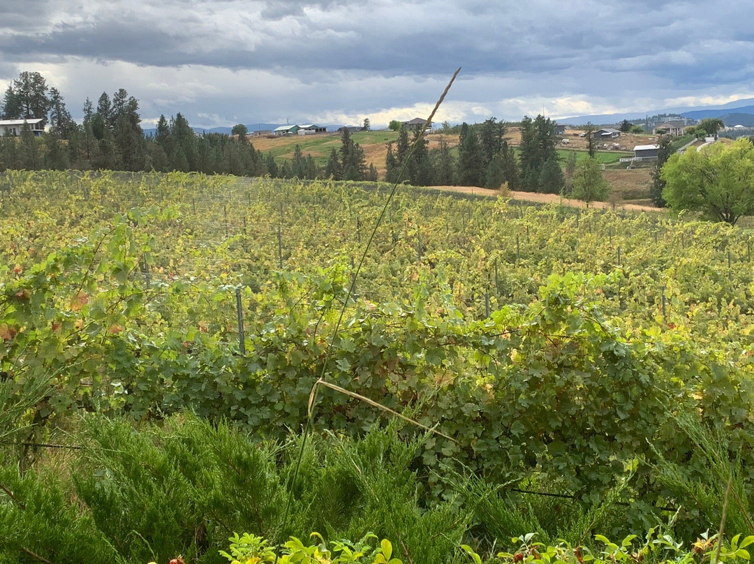 Ancient Hill Estate Winery景点图片