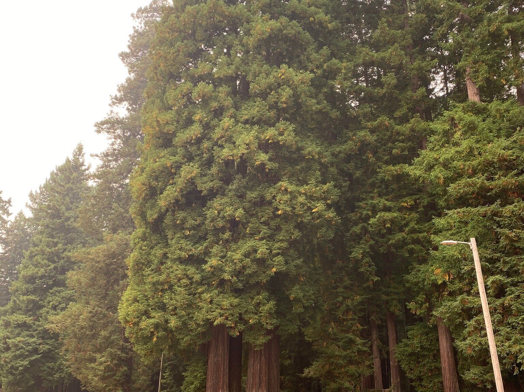 Sequoia Park Garden景点图片