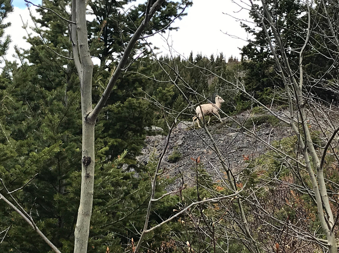 Table Mountain Trail-Beaver Mines必去景点