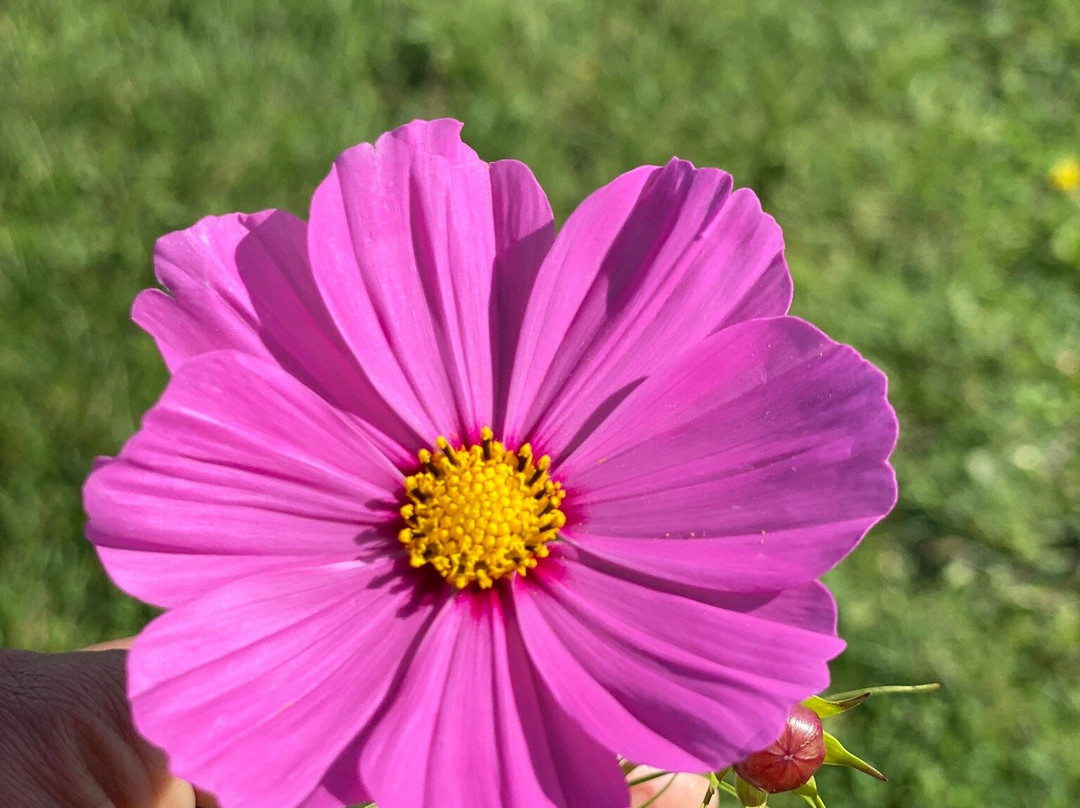 Sunset Point Park-科林伍德必去景点