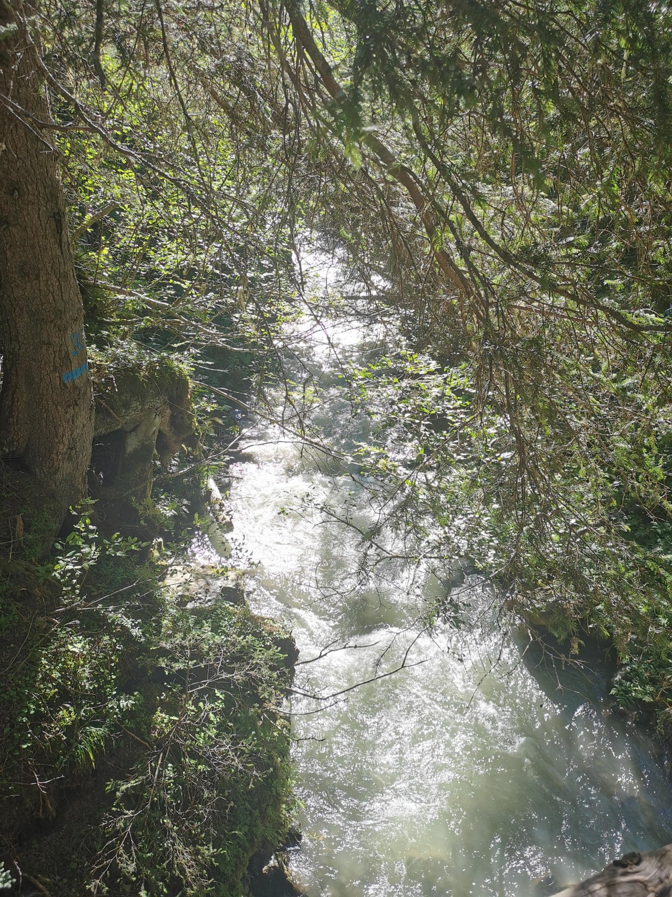 Bed and Breakfast Veronica-官方