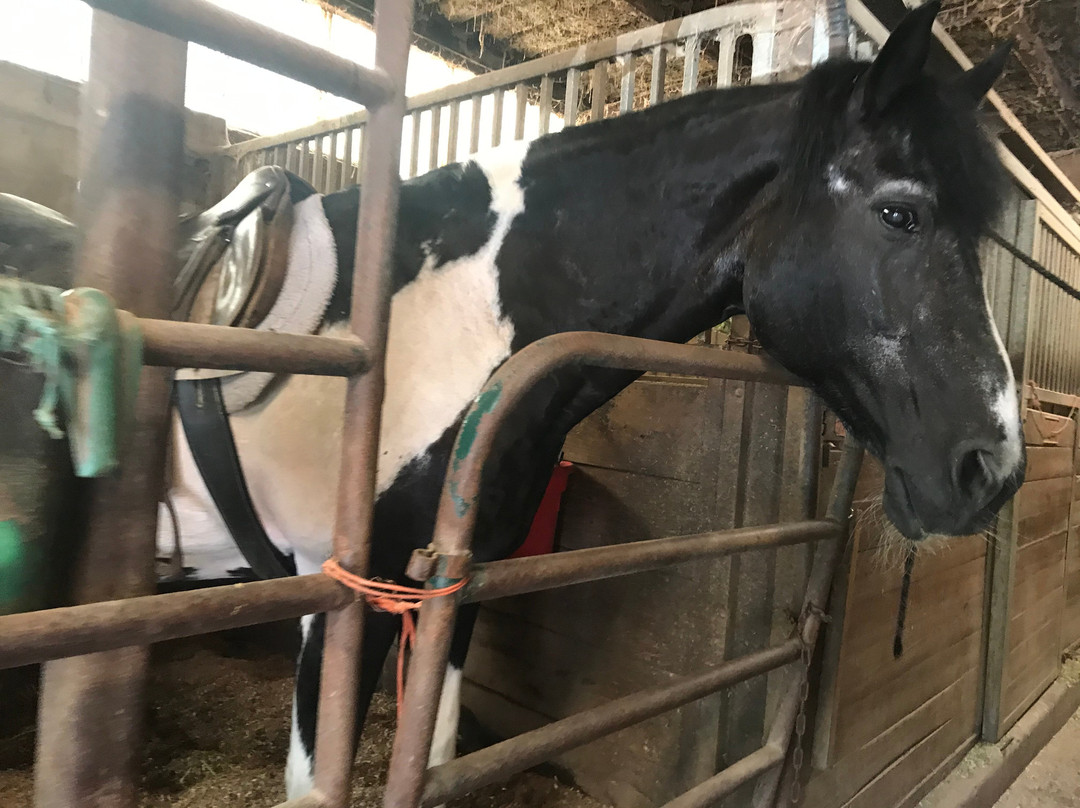 Forest View Farms-廷利公园必去景点