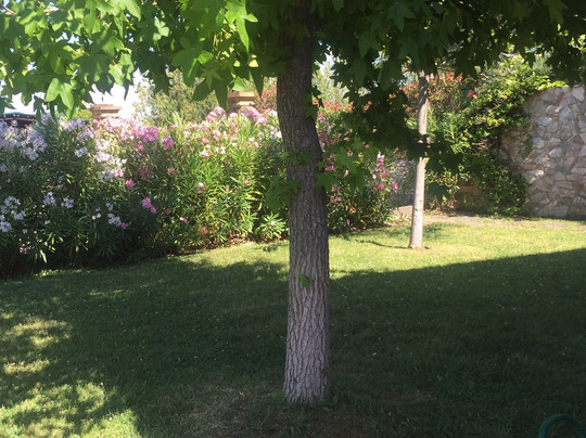 Borgo San Pecoraio主图