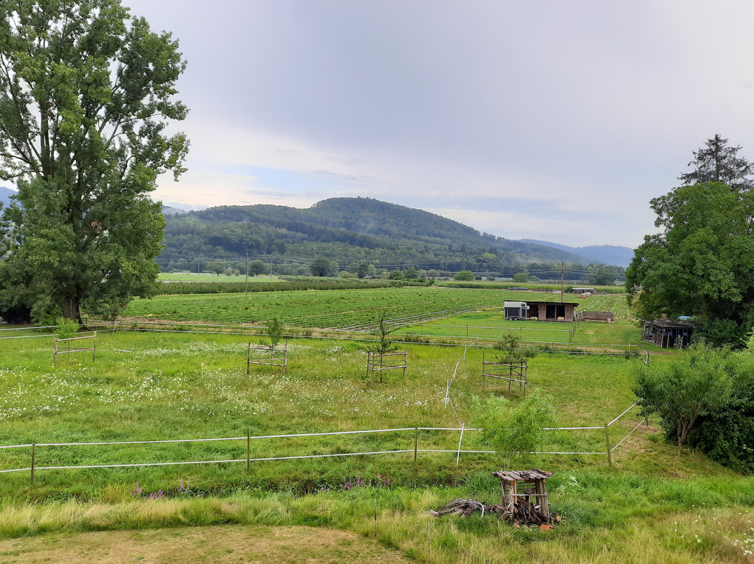 Hirschenstube Gastehaus Gehri主图