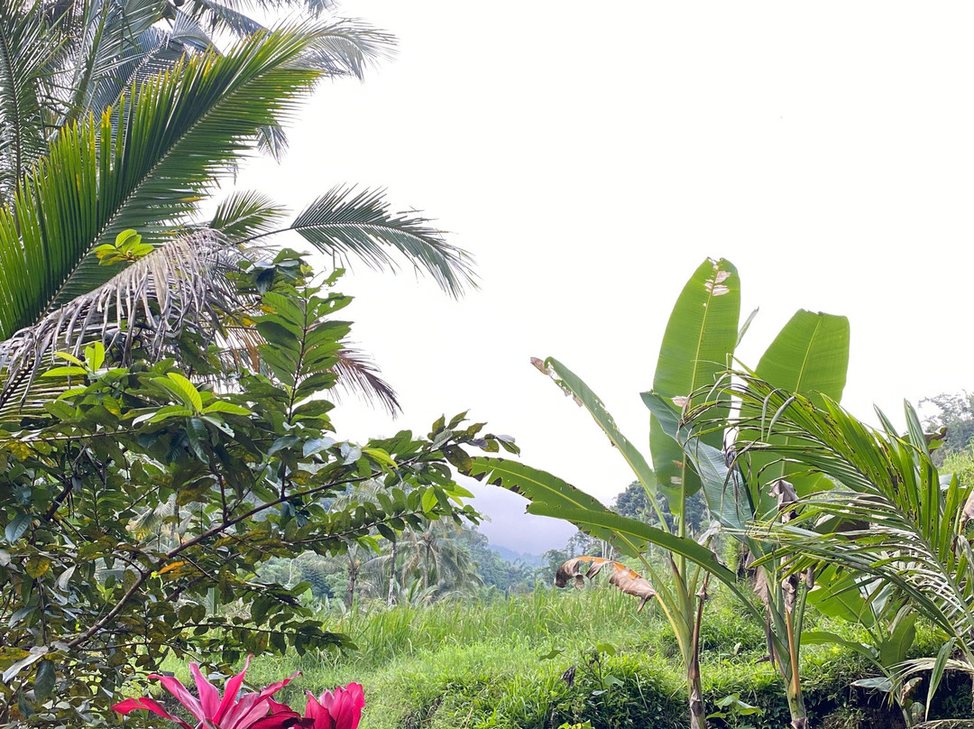 Villa Artis Jatiluwih主图