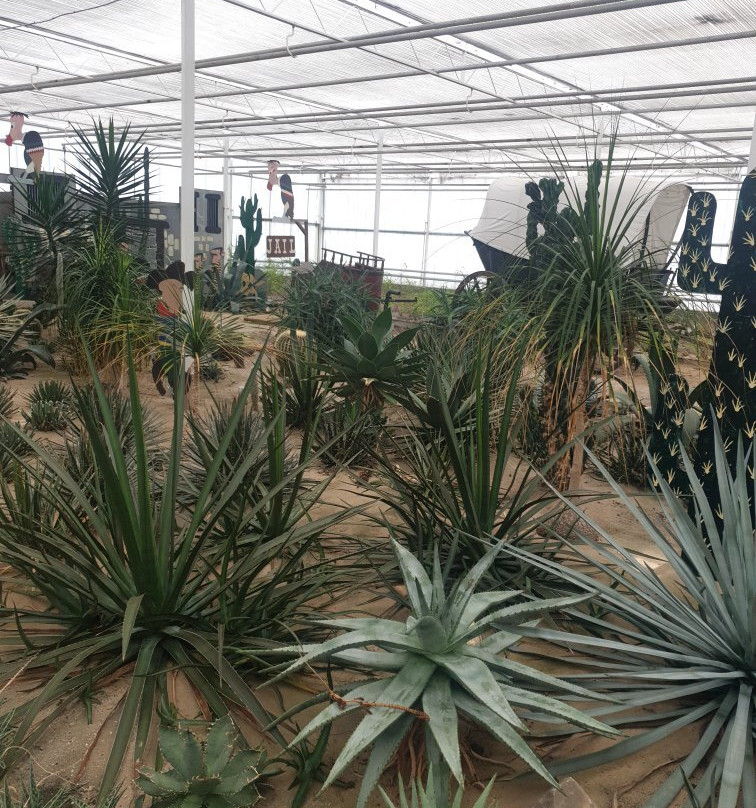 Experience Park Cactus Oasis景点图片