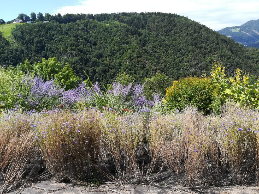 Pflegerhof景点图片