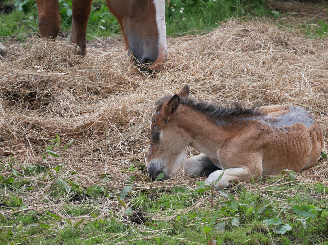 Kandachi Horses and Their Habitats景点图片
