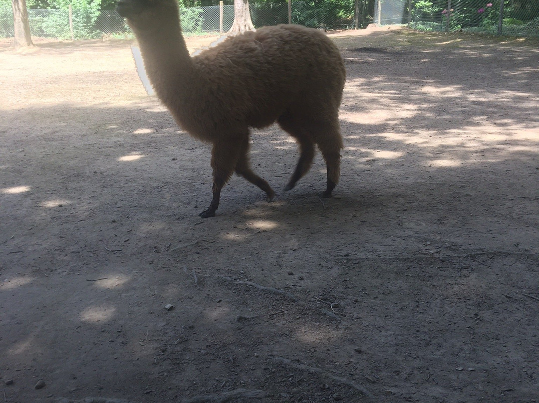 Parc Animalier Saint Martin景点图片
