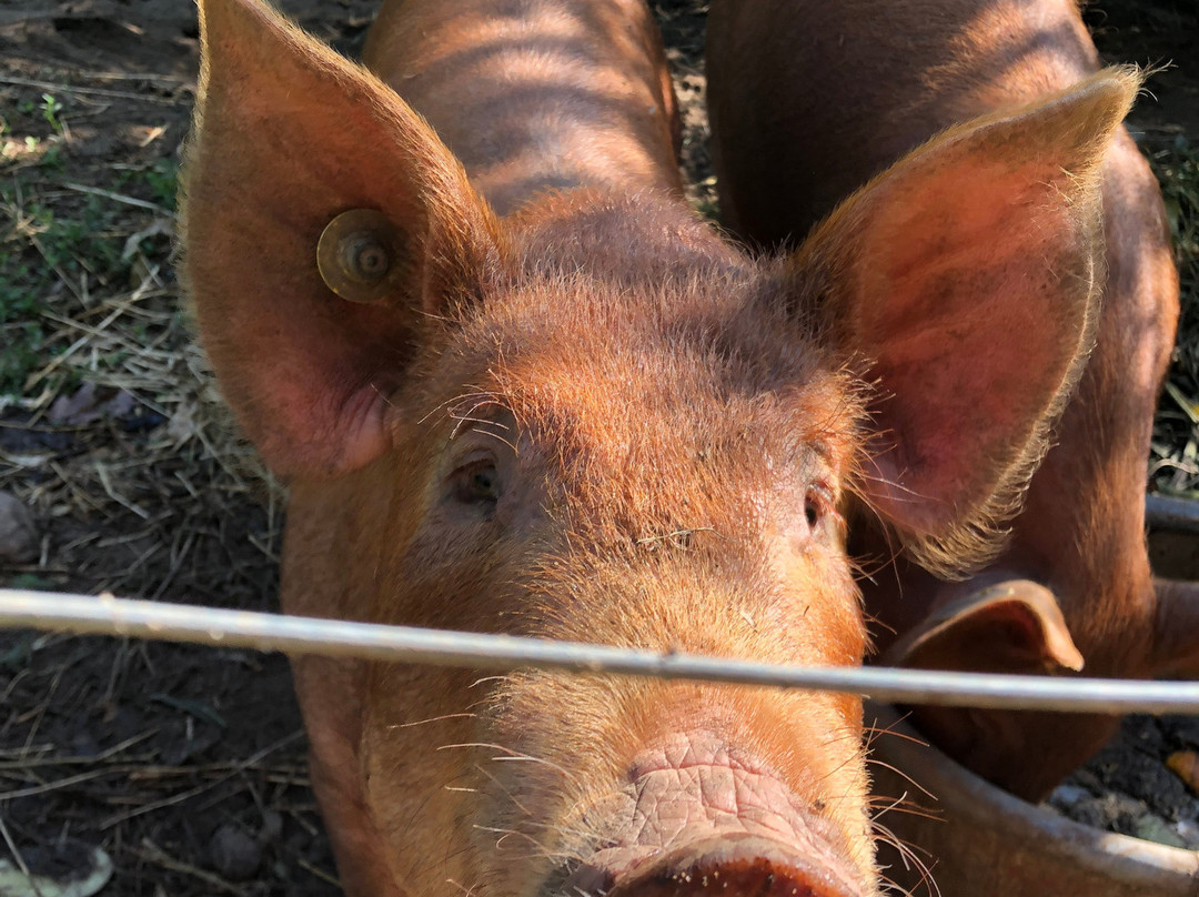 Viamede Resort主图