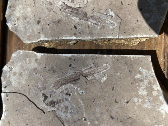 Florissant Fossil Quarry-Florissant必去景点