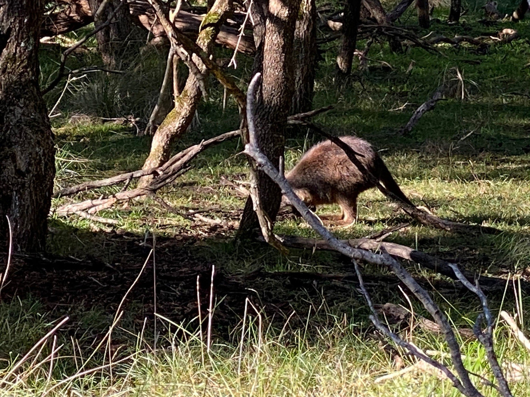 F Oswin Robert Koala Reserve-菲利普岛必去景点