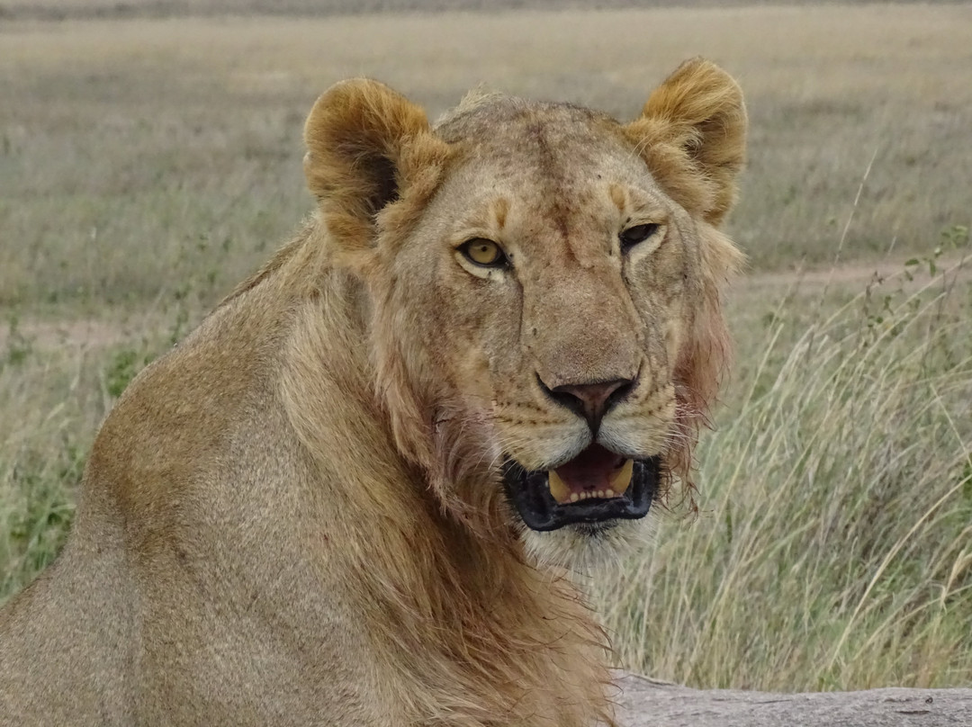 Safarika Africa Ltd-阿鲁沙必去景点