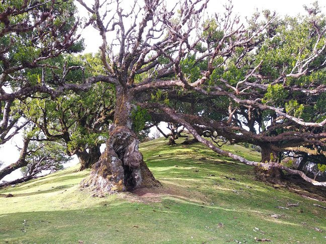 Madeira with Linda-沙尔必去景点