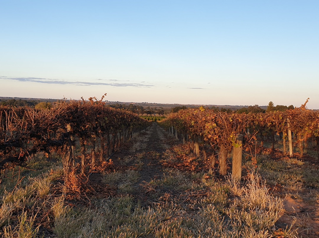 Renmark Rotary Township Lookout Tower-Renmark必去景点